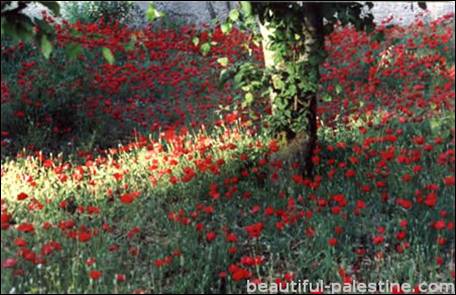 135.beautiful palestine.jpg